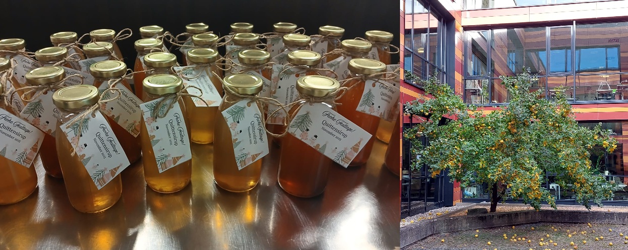 Artikelbild Quittenaktion 2025